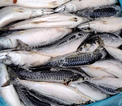 Frozen Fishes Importation