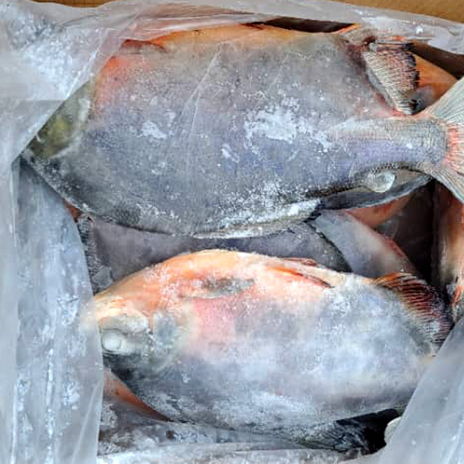 Frozen Fish Export